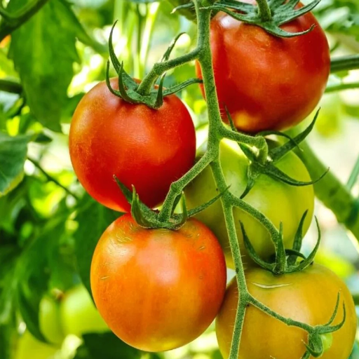 how much epsom salt do you put on tomato plants