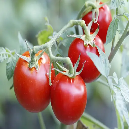 how much epsom salt do you put on tomato plants