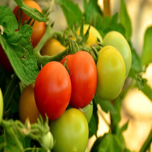 how much epsom salt on tomato plants