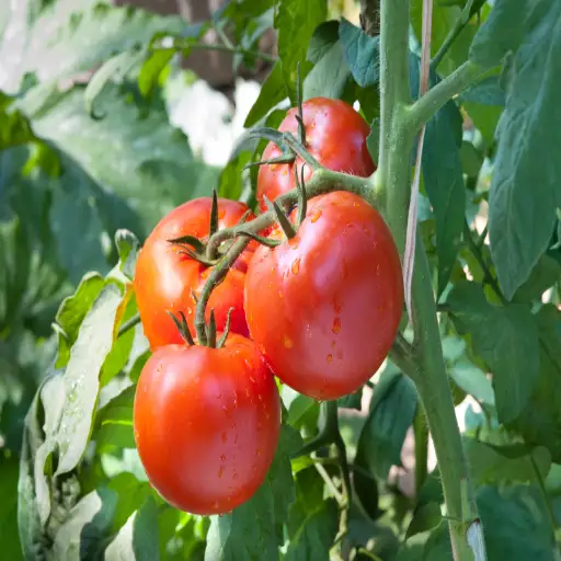 how much epsom salt on tomato plants