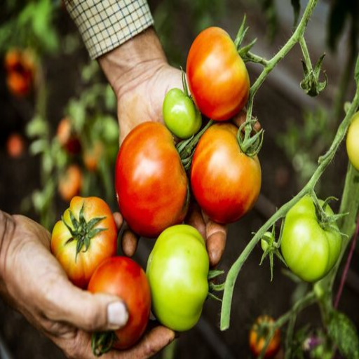 how much epsom salt to put on tomato plants