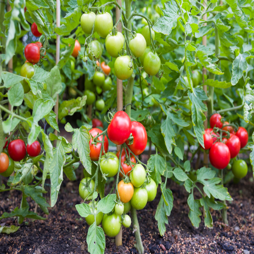 how much epsom salt to put on tomato plants