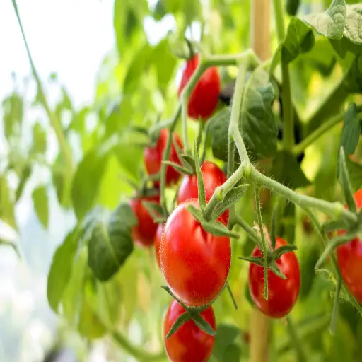 how much epsom salt to put on tomato plants