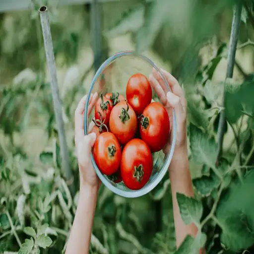 how much epsom salt to put on tomato plants