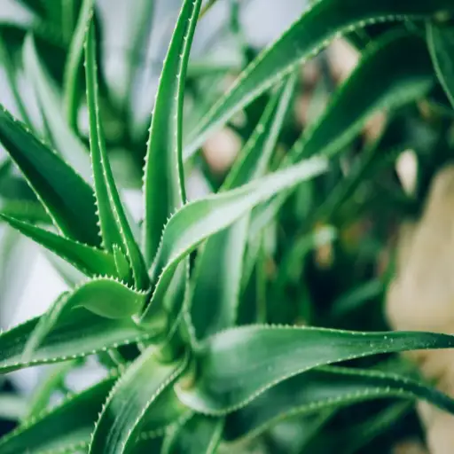 Unlock the Secret Ingredient: Is Epsom Salt Good for Aloe Vera Plants?