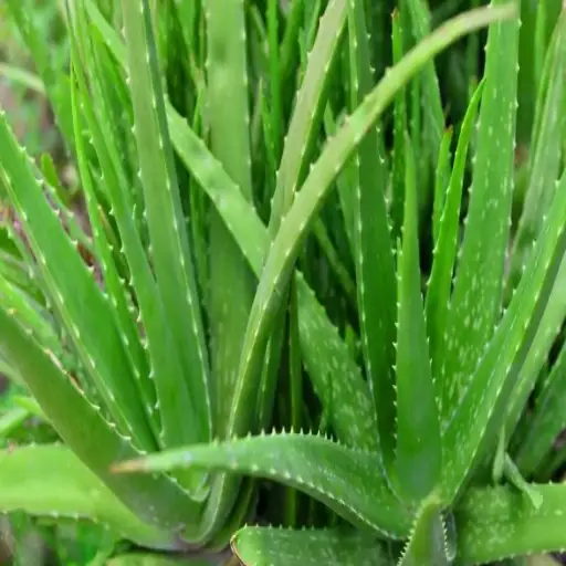 is epsom salt good for aloe vera plants