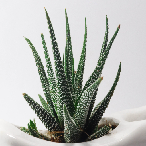 is epsom salt good for aloe vera plants