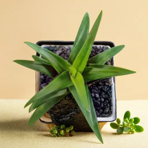 is epsom salt good for aloe vera plants