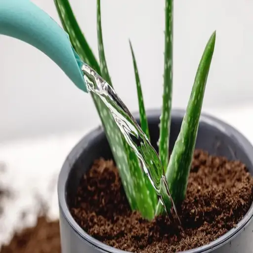 is epsom salt good for aloe vera plants