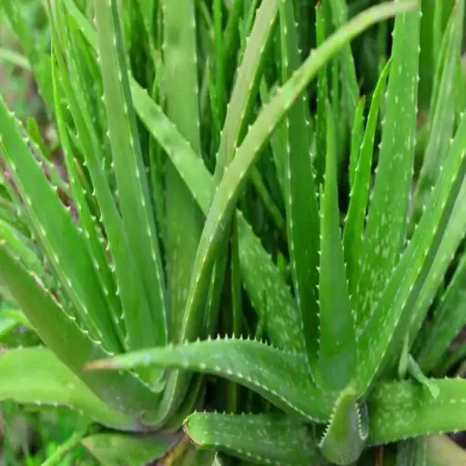 is epsom salt good for aloe vera plants