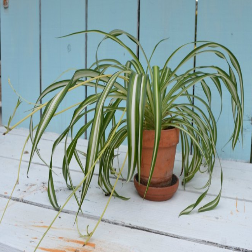 Epsom Salt for Indoor Plants: The Ultimate Guide to Boosting Houseplant Health