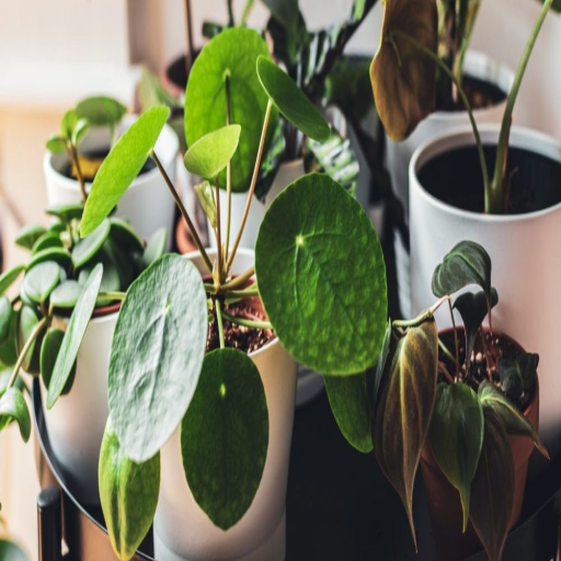 is epsom salt good for indoor plants