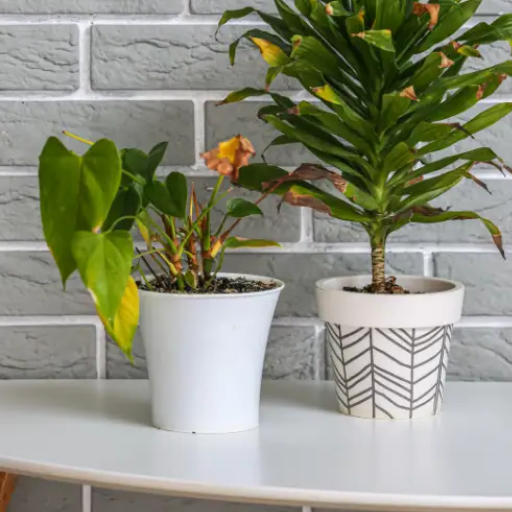 is epsom salt good for indoor plants