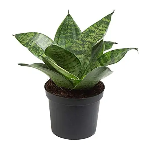 Can Epsom Salt Benefit Your Snake Plant? Guide for Low Light Houseplant Success