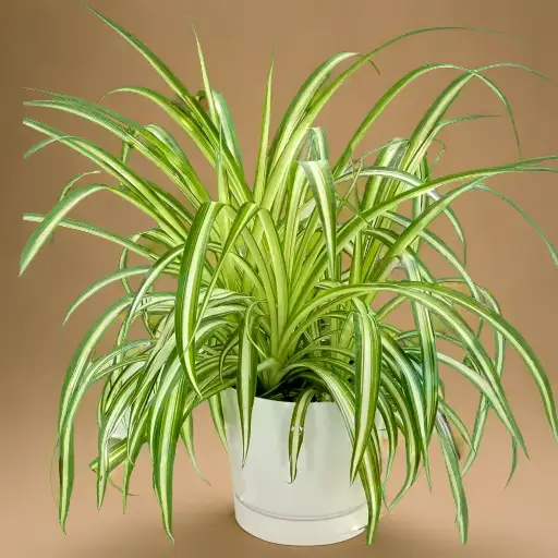 Is Epsom Salt Good for Spider Plants? Unveiling the Secret to Thriving Indoor Plant Care