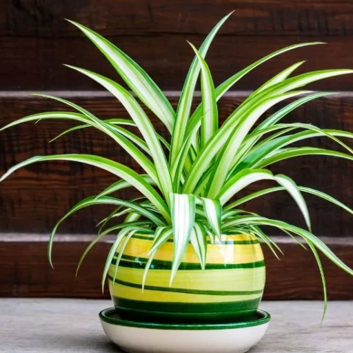 is epsom salt good for spider plants