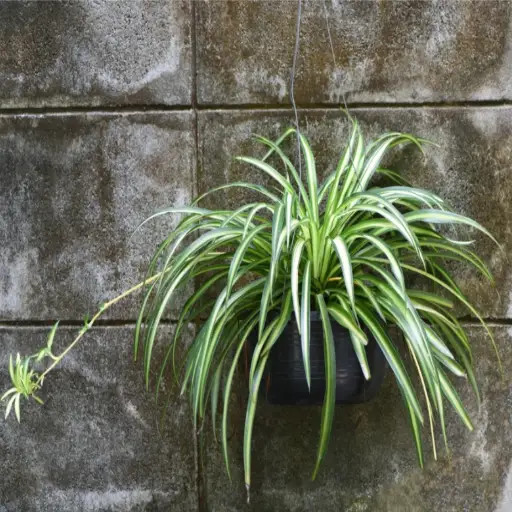 is epsom salt good for spider plants