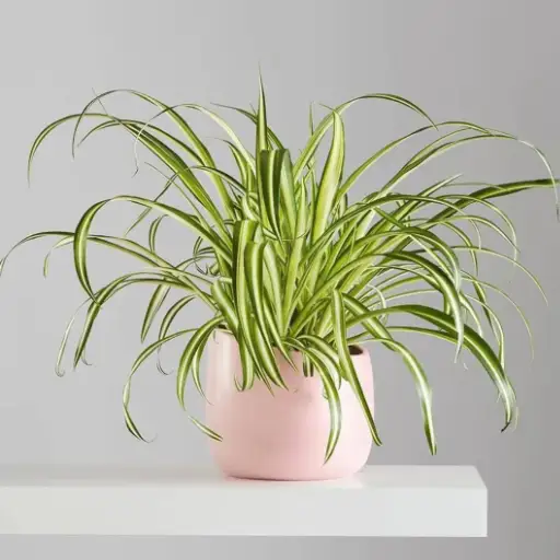 is epsom salt good for spider plants