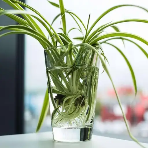 is epsom salt good for spider plants