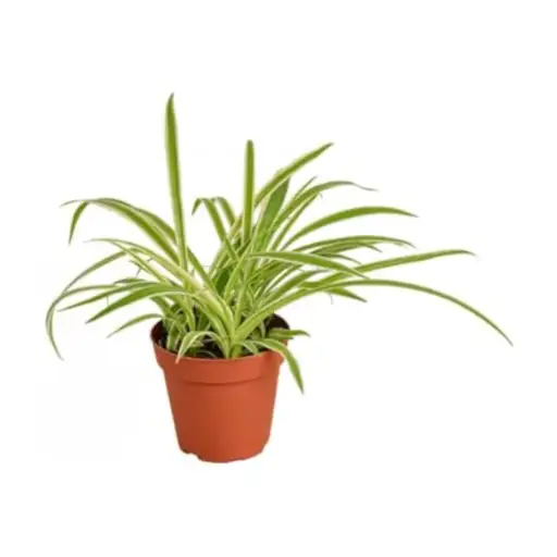 is epsom salt good for spider plants