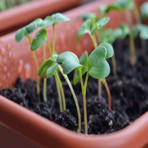 plants that benefit from epsom salt