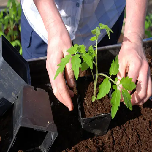 Should You Sprinkle Epsom Salt Around Plants? Unlock the Secret to Thriving Gardens!