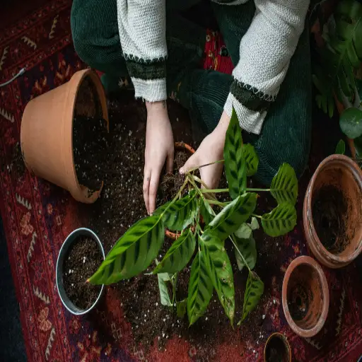 should i sprinkle epsom salt around plants?