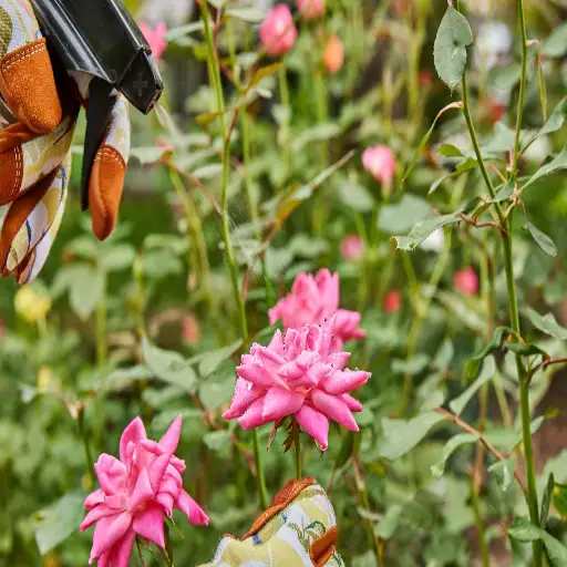 should i sprinkle epsom salt around plants?