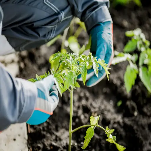 should i sprinkle epsom salt around plants?