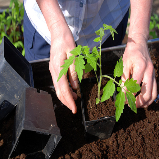 what is epsom salt good for plants