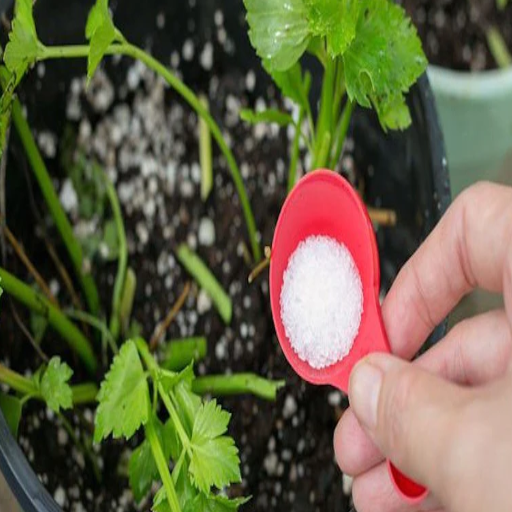 what is the ratio of epsom salt to water for plants