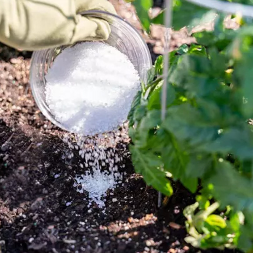 what is the ratio of epsom salt to water for plants