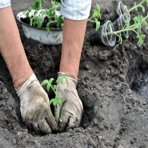 what plants can you put epsom salt on