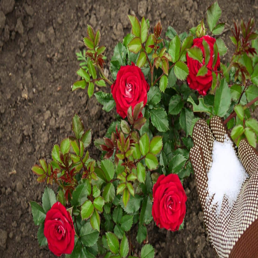 epsom salt benefits for plants