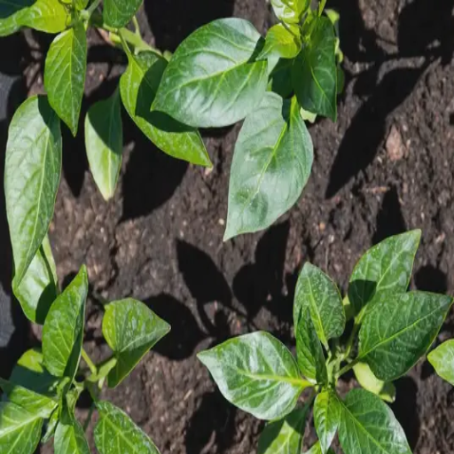 epsom salt benefits for plants