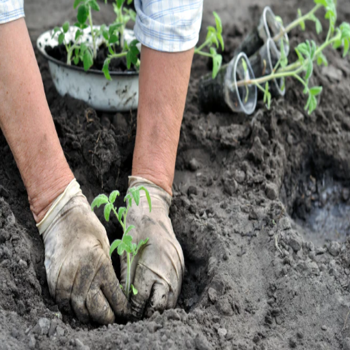 epsom salt benefits for plants