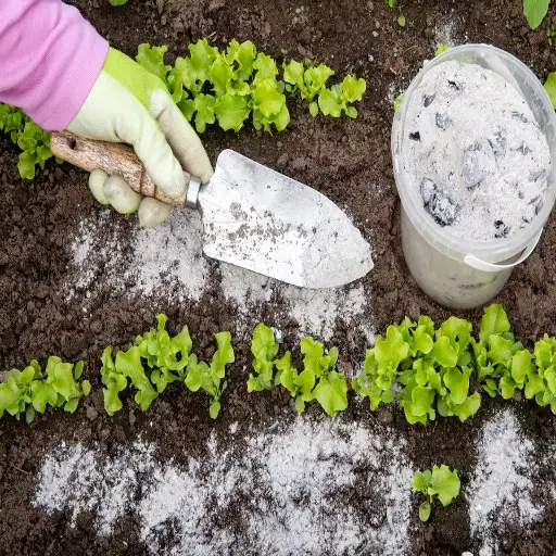 can i just sprinkle epsom salt on plants?