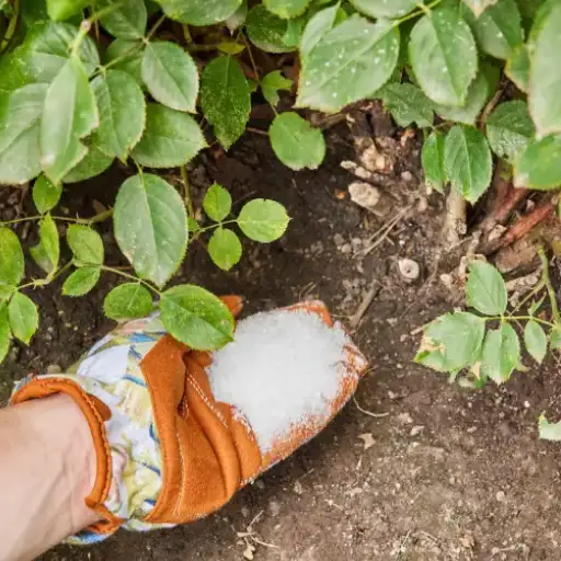 can i just sprinkle epsom salt on plants?