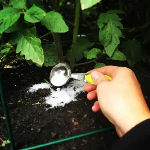 How to Effectively Use Epsom Salt for Plants and Gardens