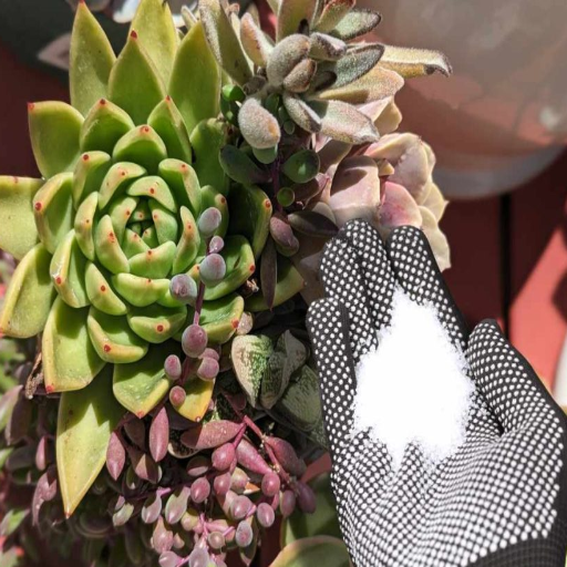can i sprinkle epsom salt around plants?