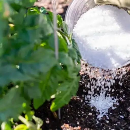 can i sprinkle epsom salt around plants?