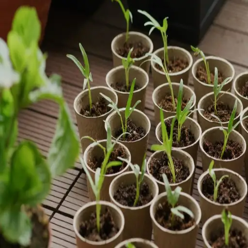 Can You Use Epsom Salt for Plants? Discover the Benefits and Limitations