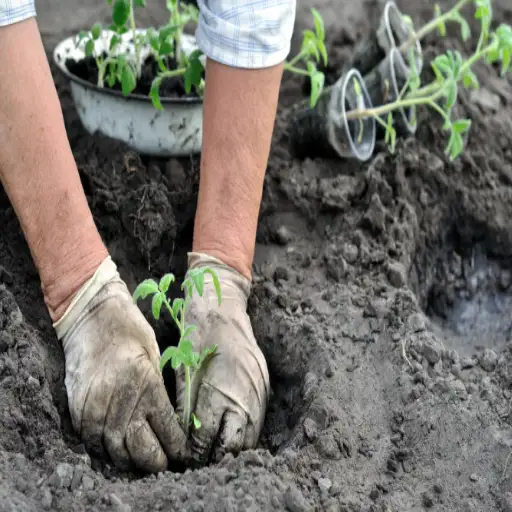 can you put epsom salt on plants