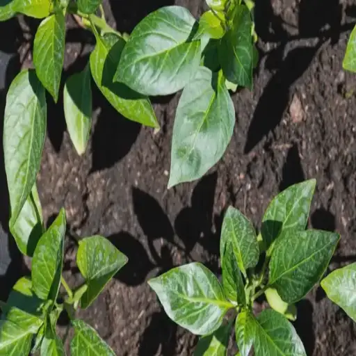 can you put epsom salt on plants