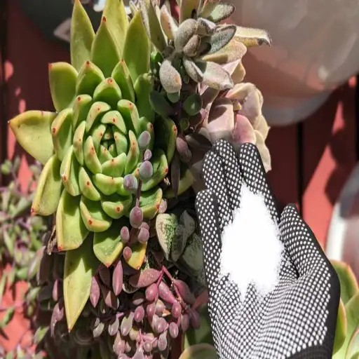 can you put epsom salt on plants