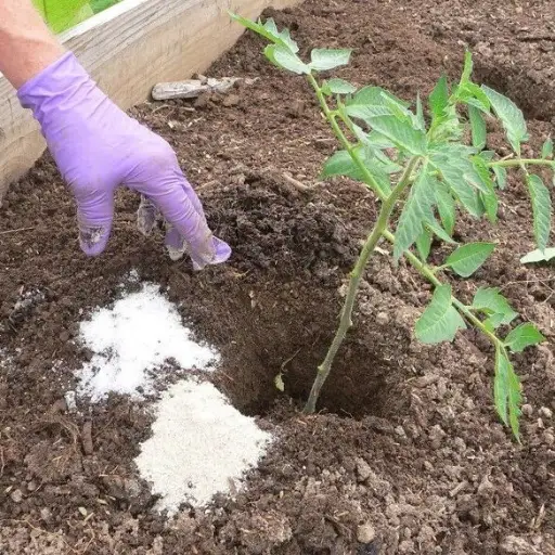 can you put epsom salt on plants