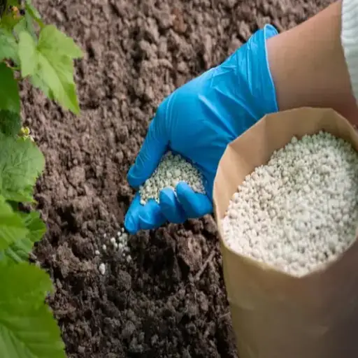 can you use epsom salt on pepper plants