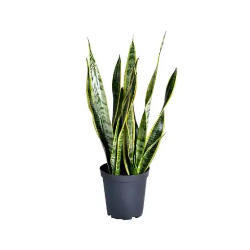 do snake plants like epsom salt