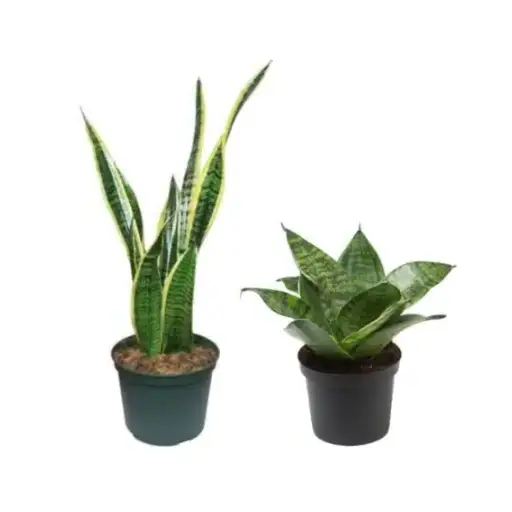 do snake plants like epsom salt