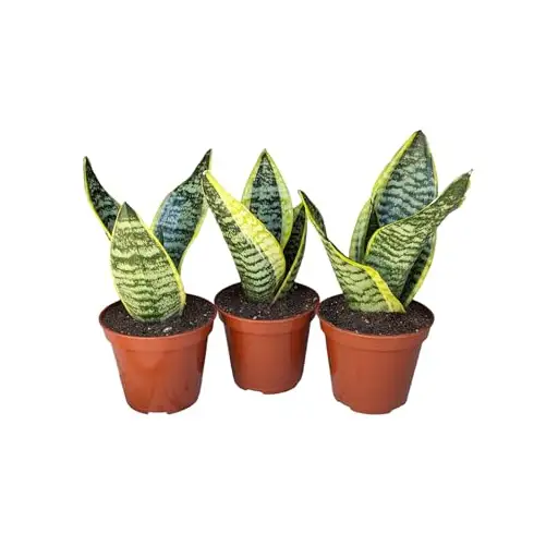 do snake plants like epsom salt